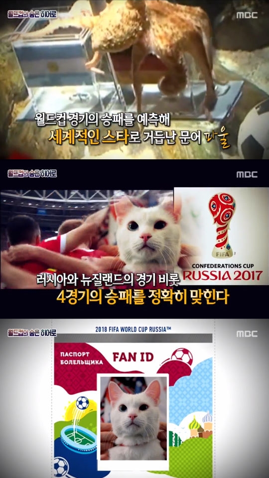 서프라이즈, 러시아 월드컵 예언 고양이