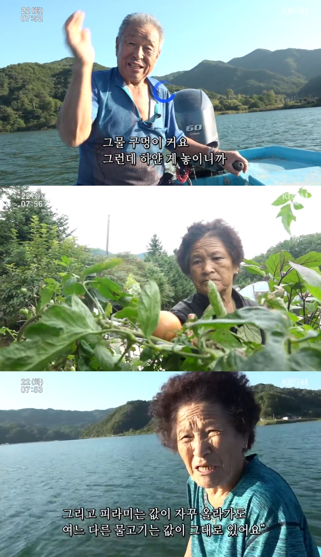 �ΰ����� �ķ�ȣ�� ����