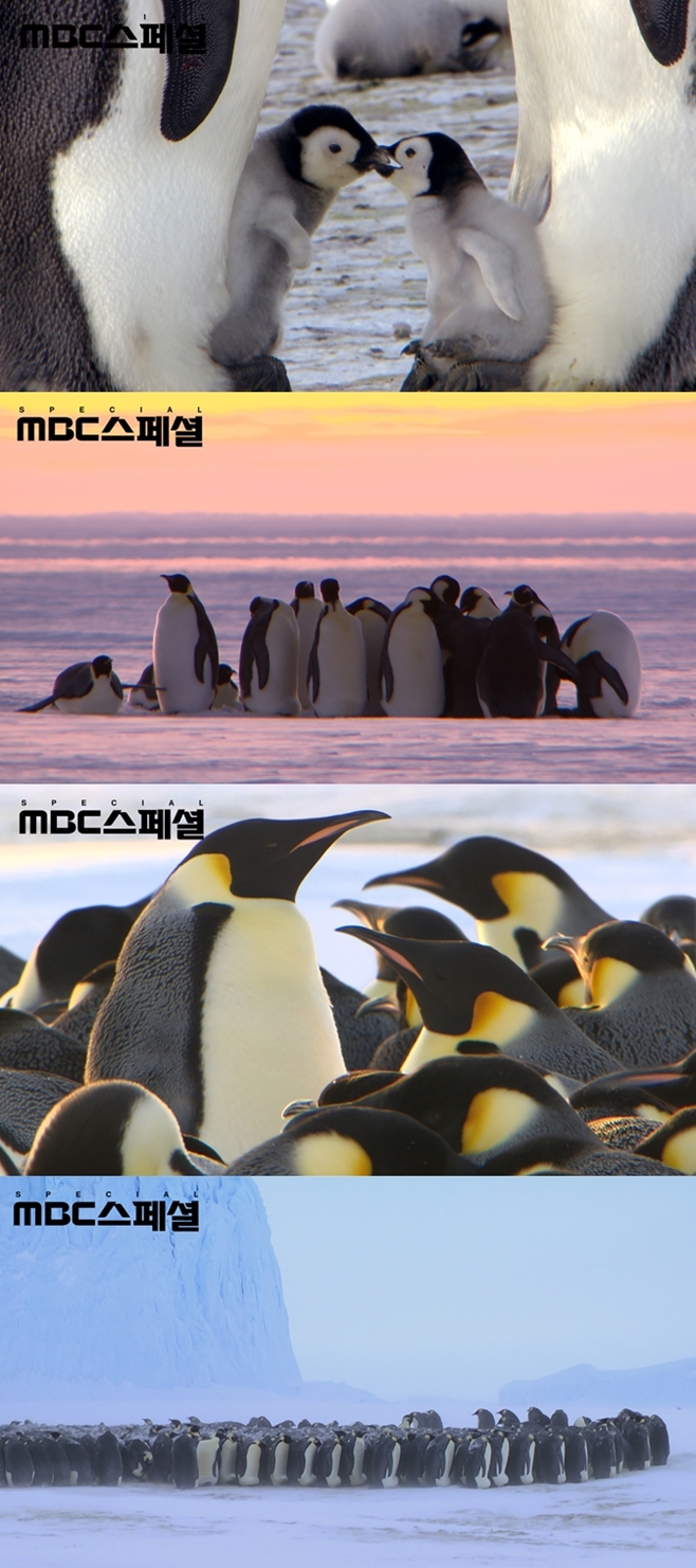 ȲÁ¦Æë±Ï ÆëÀÌ¿Í ¼ØÀÌ, ¼ÛÁß±â