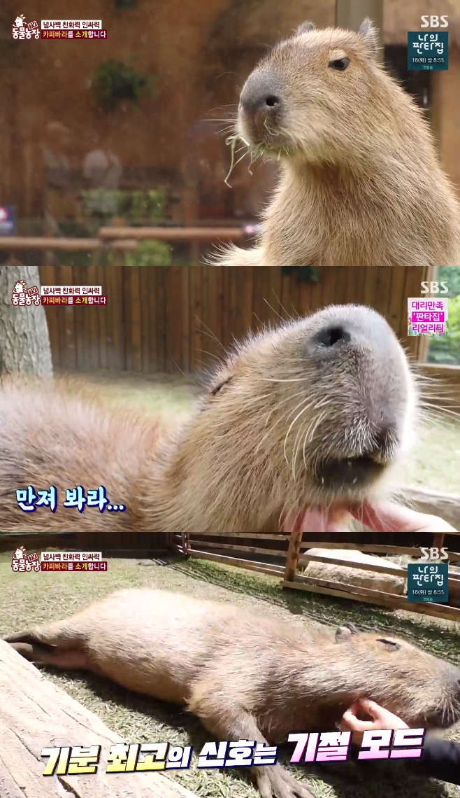 �������� ī�ǹٶ�